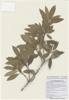 藏品(玉山假沙梨)的圖片